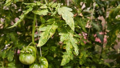 Tomates avec des feuilles collantes