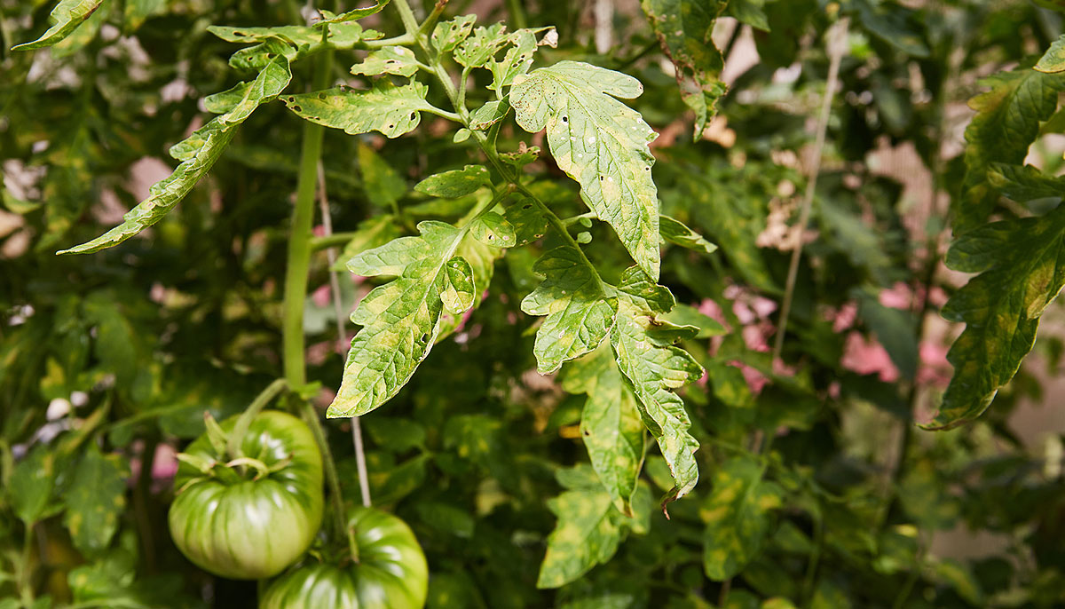 Tomates avec des feuilles collantes