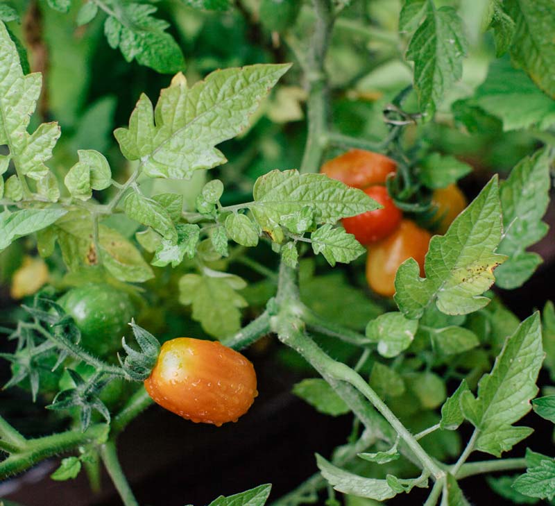 Pieds de tomates sains.