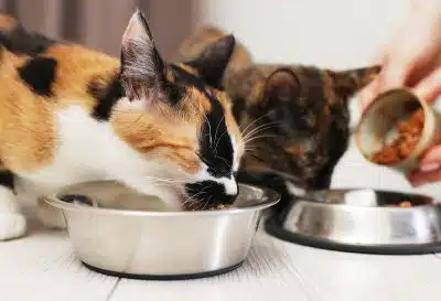 Quelles croquettes pour chat choisir