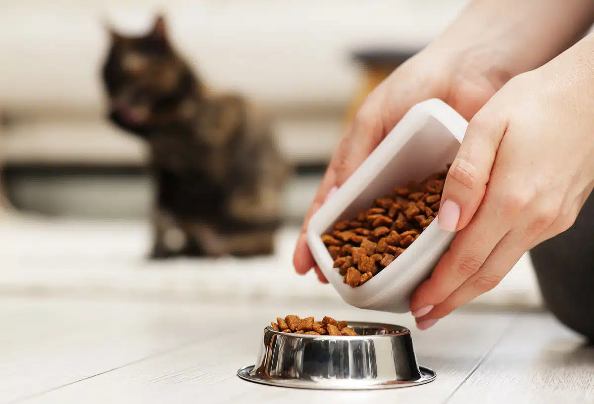 Garantissez un apport nutritionnel idéal à votre chat.