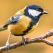 Oiseau du jardin : mésange charbonnière
