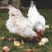 Poules qui picorent