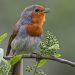 attirer les oiseaux au jardin