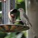 erreurs nourrissage des oiseaux