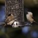 nourrir les oiseaux de votre jardin toute l’année