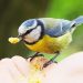 besoins alimentaires des oiseaux du jardin