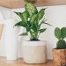 plante d'intérieur est surnommée la "tueuse silencieuse"
