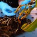 Comment rempoter une orchidée ?