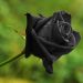 la rose noire
