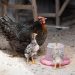 Vinaigre dans l'eau des poules