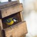 Nourrissage des oiseaux : Les 5 conseils d'un ornithologue