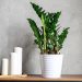 plantes d’intérieur qui ne nécessitent pas de beaucoup de lumière