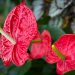 Anthurium, la plante d'intérieur est surnommée la perle tropicale ?
