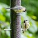 Pourquoi les oiseaux ne viennent-ils pas à ma mangeoire ?