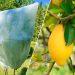 Protection des citronnier l'hiver