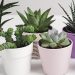 Plantes succulentes