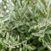 Comment entretenir un olivier l'hiver pour le protéger du froid ?