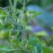 Tomate Poire Au Potager