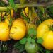 Les tomates énormes : tomate ananas du potager